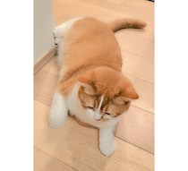 あんよまで愛しい♪ふわふわな毛がかわいすぎるにゃんこ