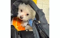 バッグの中身大公開！「いつでもいっしょだよぉ♡」なワンコ