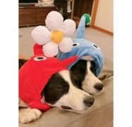 ワンコ×被り物＝反則級のかわいさ！ピクミンになっちゃった姉妹♡