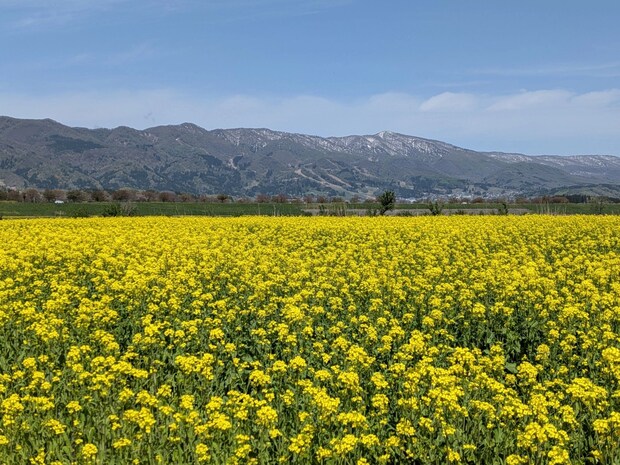 長野県飯山市の【いいやま菜の花まつり】GWに菜の花で癒されるひと時を♡