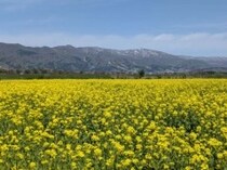 長野県飯山市の【いいやま菜の花まつり】GWに菜の花で癒されるひと時を♡