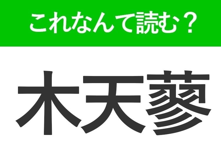 【木天蓼】はなんて読む？猫が大好きな植物の名前！
