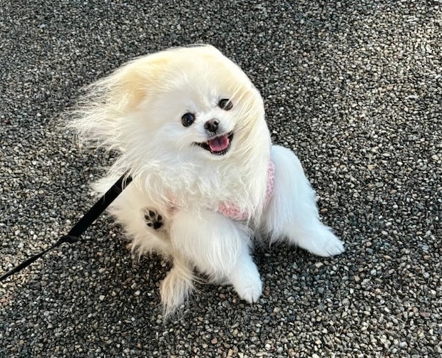 大バズり!かわいすぎて笑える!強風にあおられちゃうワンコを発見
