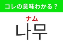 【韓国生活編】 幹や枝、葉を持つ植物！「나무（ナム）」の意味は？