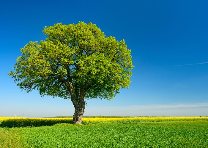 10月後半の運気をリベンジ! 藤島佑雪・九星気学 四緑木星