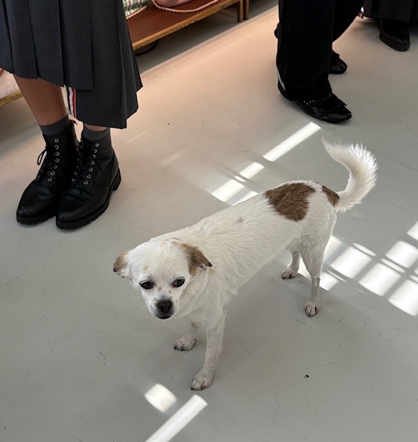 トム・ブラウン