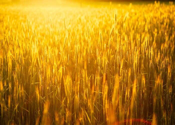 9月後半の運気をリベンジ！ 藤島佑雪・九星気学　七赤金星