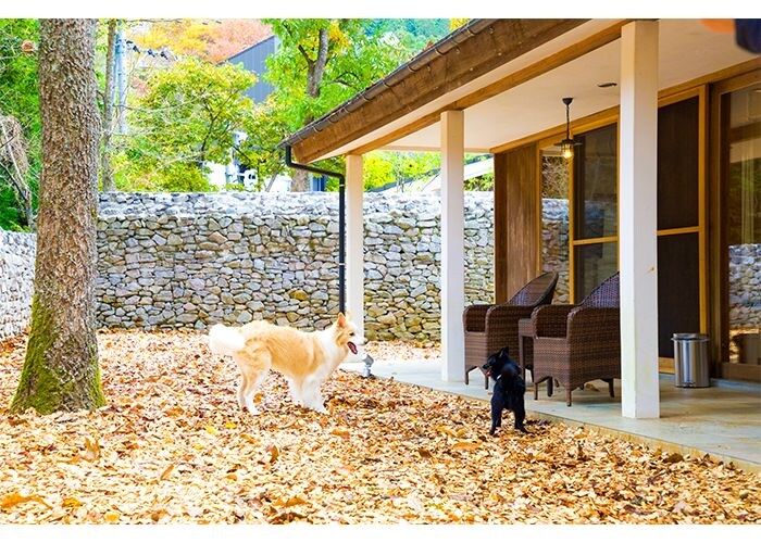 愛犬とかなえる大人のぜいたく。ラグジュアリーな温泉宿「レジーナリゾート由布院」