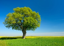 2月後半の運気をリベンジ！ 藤島佑雪・九星気学　四緑木星